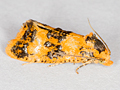 Commophila aeneana